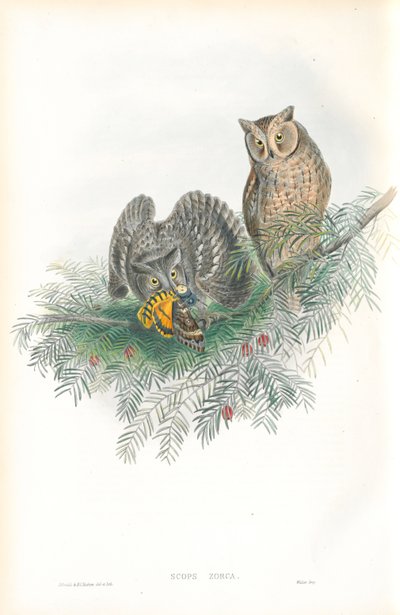 Illustration of Scops Zorca (Scops Eared Owl) by John Gould